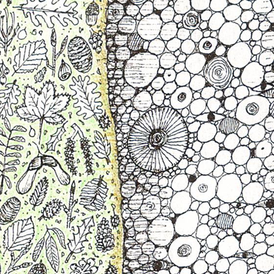 Leaf and Bark Stripes, a print by Fiona Willis